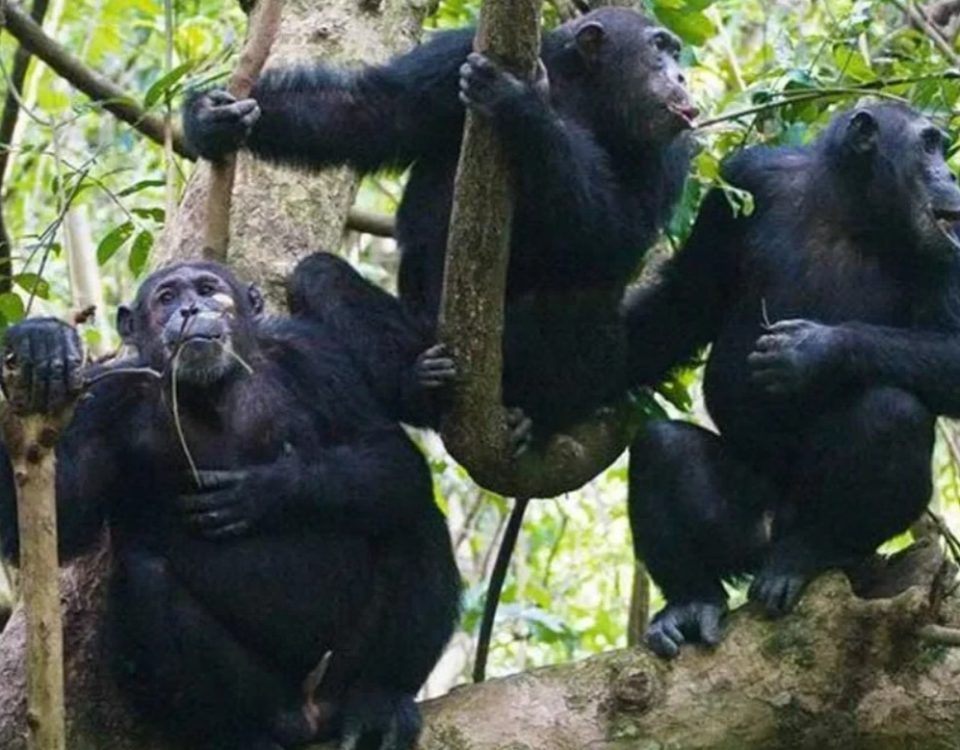 How to Plan Gorillas & Chimpanzee Trekking Safari from Italy