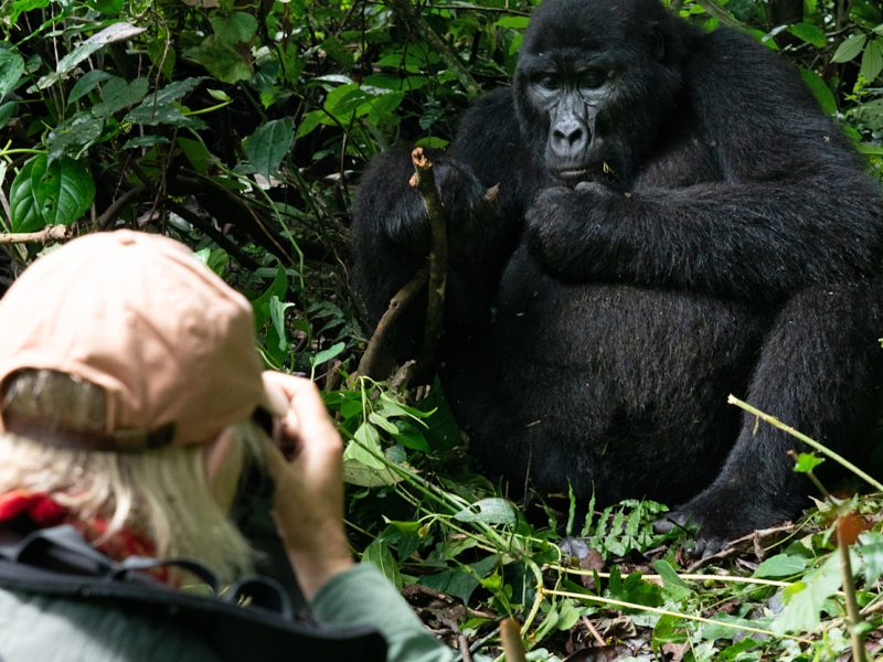How Many Gorillas Are in Bwindi Impenetrable National Park? Rwanda Gorilla Trips