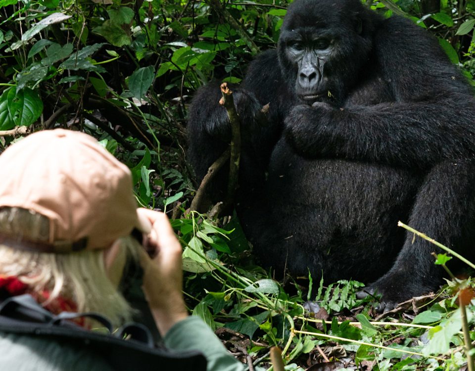 Rwanda Gorilla Trips