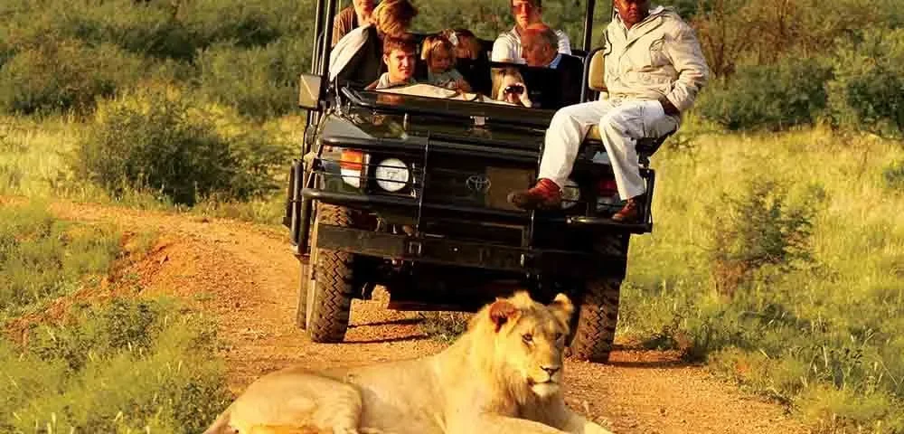 Planning the Perfect Short Safari Holiday from the U.S.