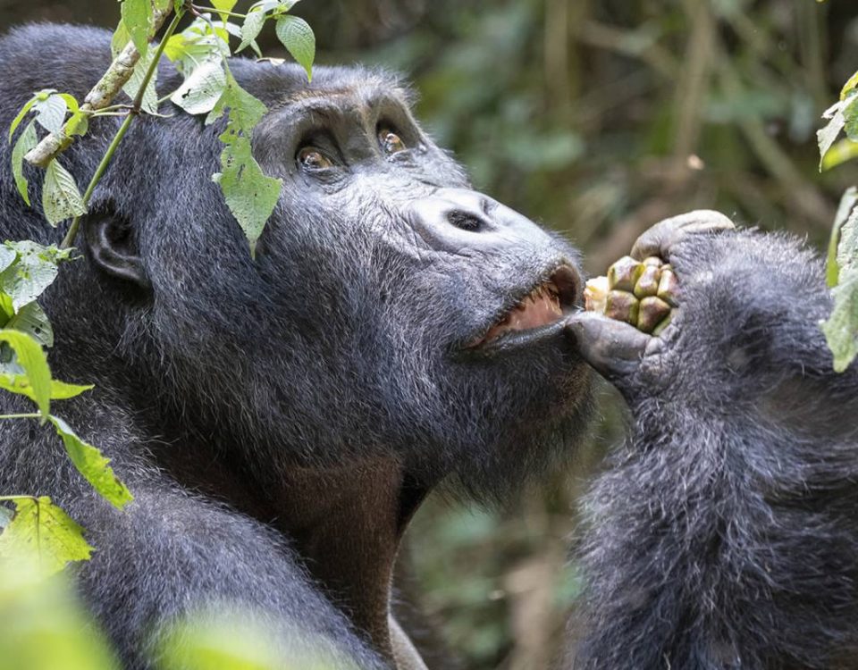 Best Time of Year for Gorilla Trekking in Rwanda and Uganda