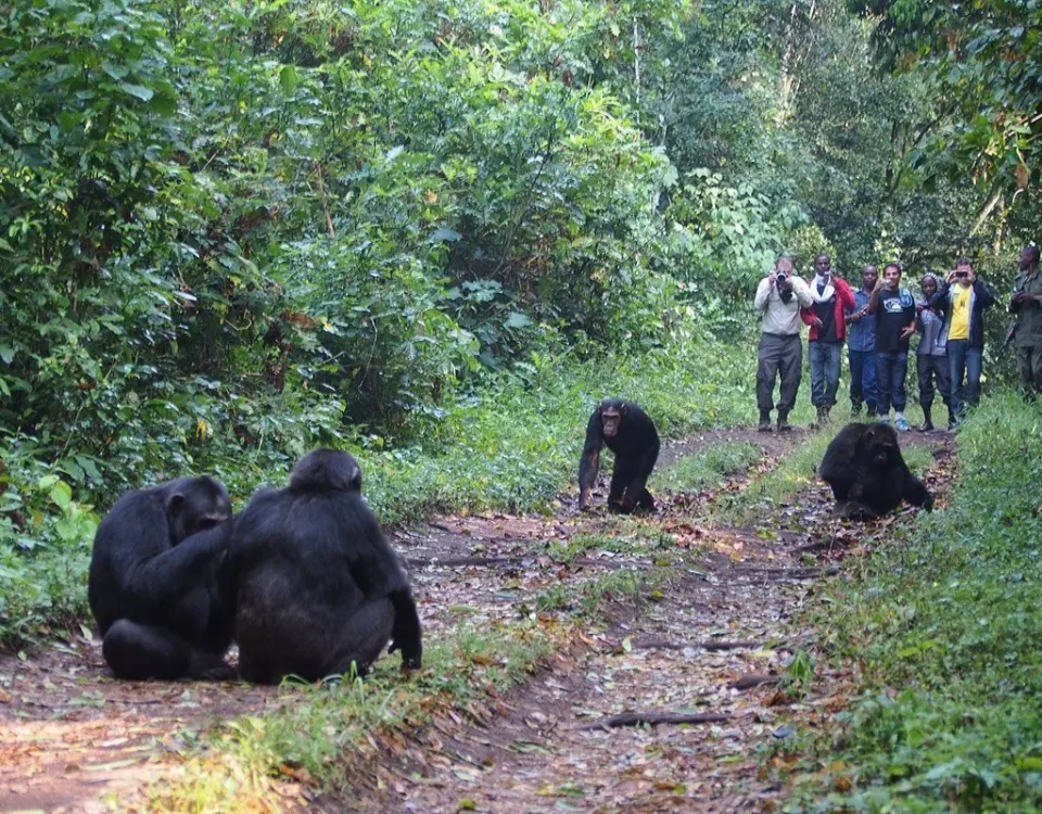 How to Plan Gorillas & Chimpanzee Trekking Safari from Spain