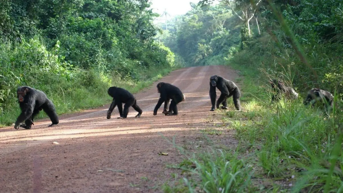  How to Plan Gorillas & Chimpanzee Trekking Safari from Singapore