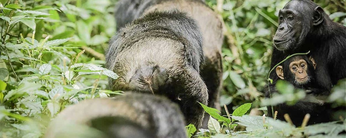 How To Plan a Gorillas & Chimpanzee Trekking from Norway
