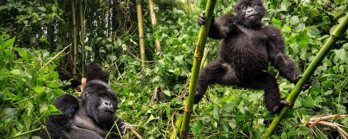 Gorillas & Chimpanzee Trekking from the UK