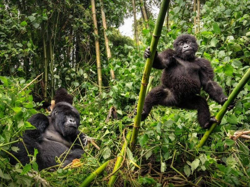 Gorillas & Chimpanzee Trekking from the UK Gorillas & Chimpanzee Trekking from the UK