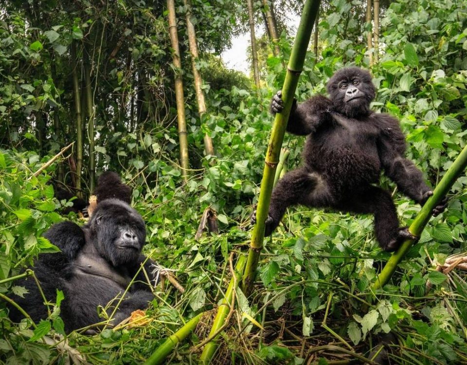 Gorillas & Chimpanzee Trekking from the UK