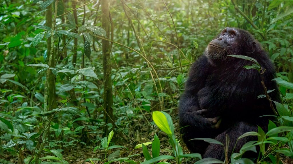 Best Time for Chimpanzee Trekking in Mahale Mountains