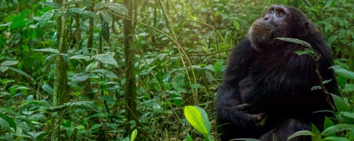 Best Time for Chimpanzee Trekking in Mahale Mountains