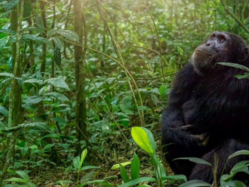Best Time for Chimpanzee Trekking in Mahale Mountains Best Time for Chimpanzee Trekking in Mahale Mountains
