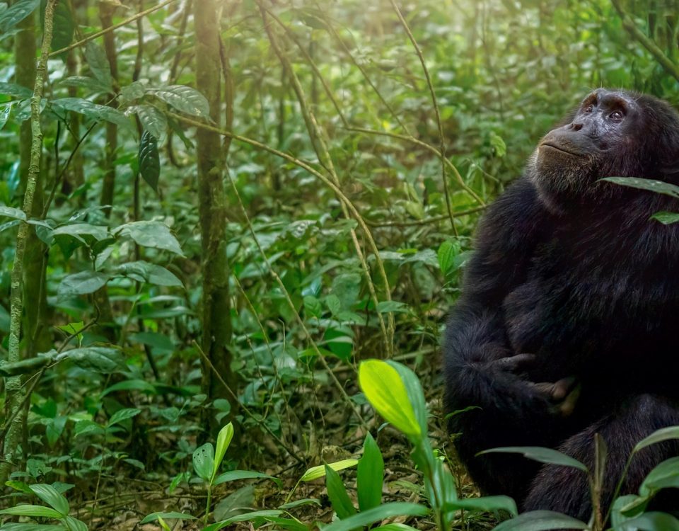 Best Time for Chimpanzee Trekking in Mahale Mountains