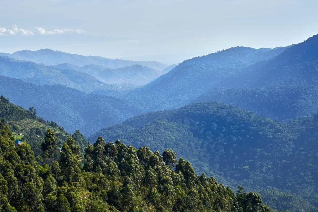 Why Do Tourists Go to Bwindi National Park?