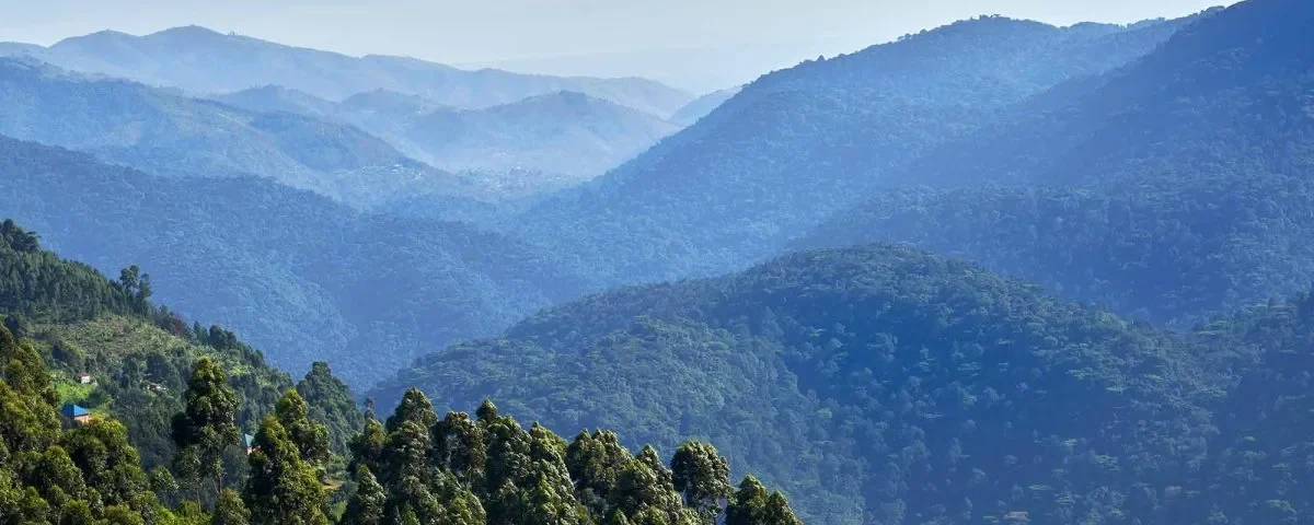 Why Do Tourists Go to Bwindi National Park?