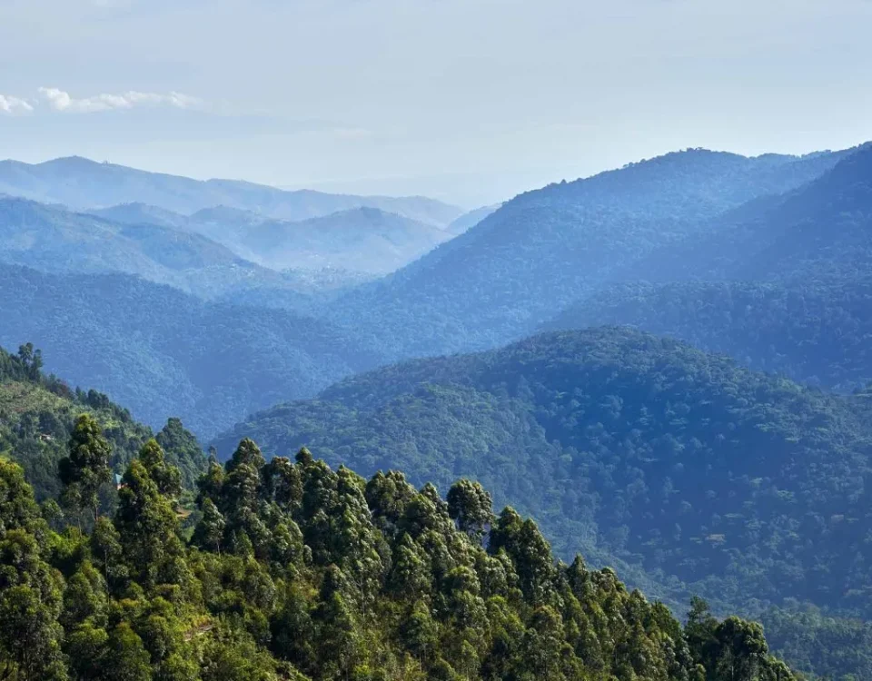 Why Do Tourists Go to Bwindi National Park?