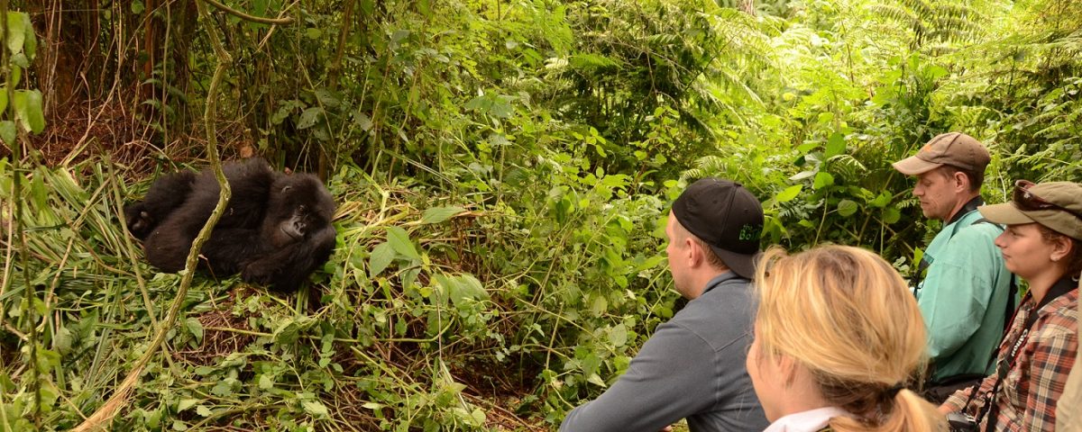 Rwanda Gorilla Trips