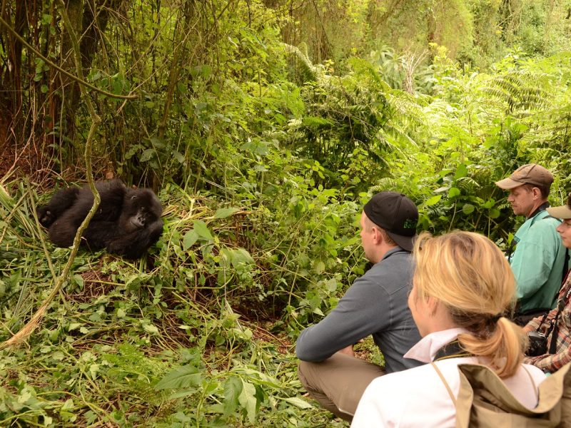 Will I Have Jet Lag Traveling for a Safari? Rwanda Gorilla Trips