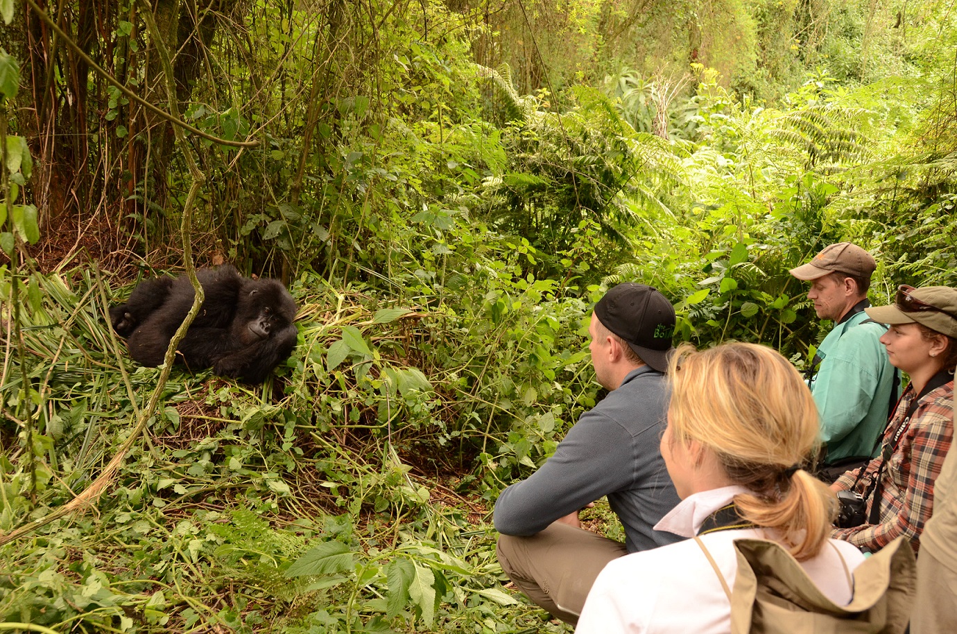 Rwanda Gorilla Trips