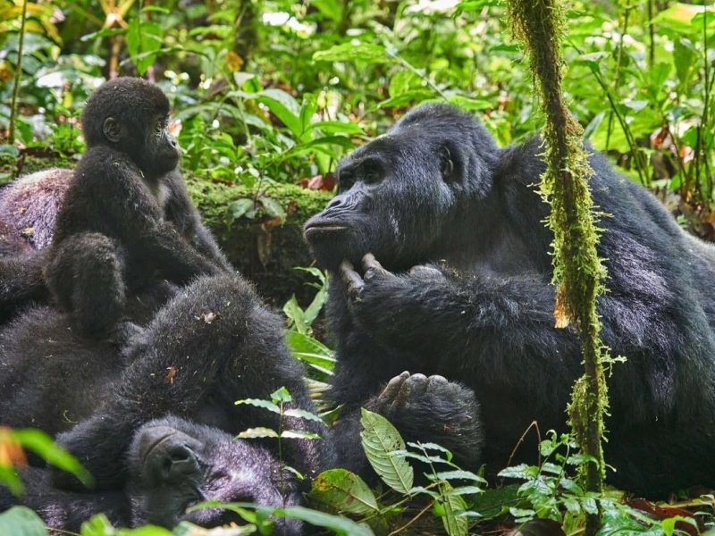Rwanda Gorilla Trips Rwanda Gorilla Trips