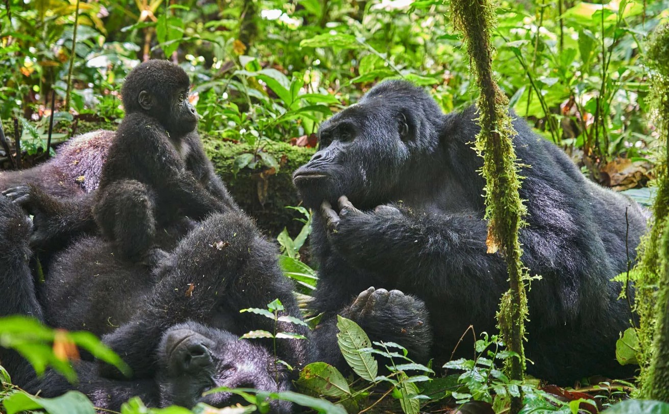 Rwanda Gorilla Trips