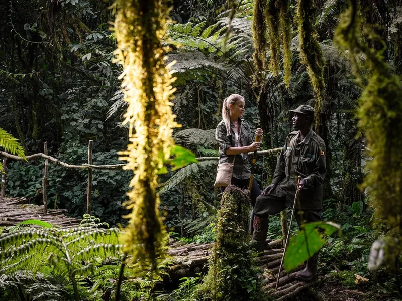 How Difficult is Gorilla Trekking in Uganda? How Difficult is Gorilla Trekking in Uganda?