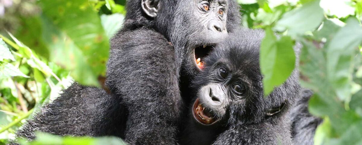 Best Tanzania and Uganda Wildlife Safari