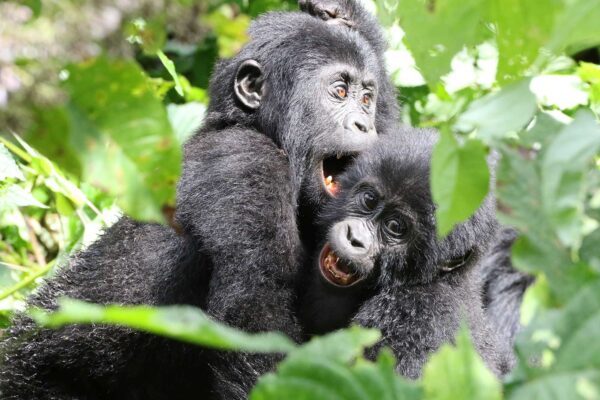 Best 28-Day Kenya Tanzania Rwanda Uganda Safari Itinerary