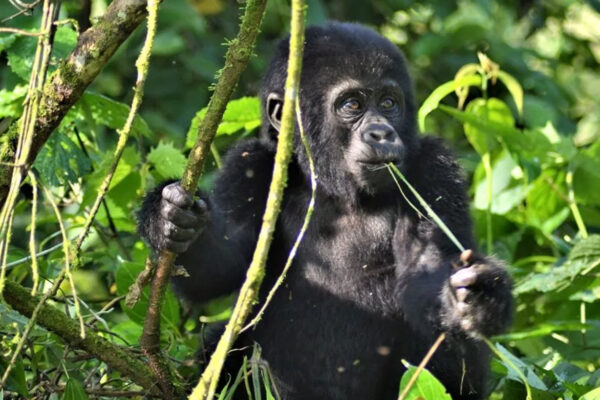 13-Day Kenya Tanzania Rwanda Wildlife & Gorilla Safari