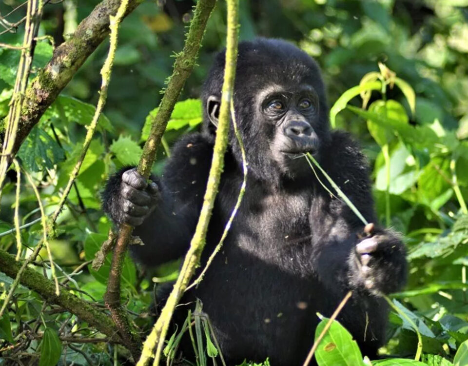 Luxury Kenya Tanzania Rwanda Uganda Safari