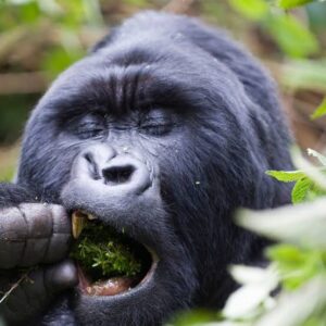 Best Kenya and Rwanda Safari Packages | 14–18 Days