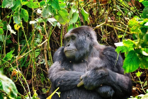 Best 21-Day Kenya Tanzania Rwanda Uganda Safari Itinerary